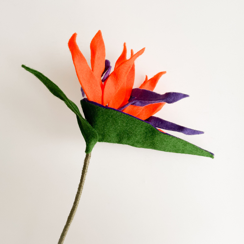 Online workshop Strelitzia
